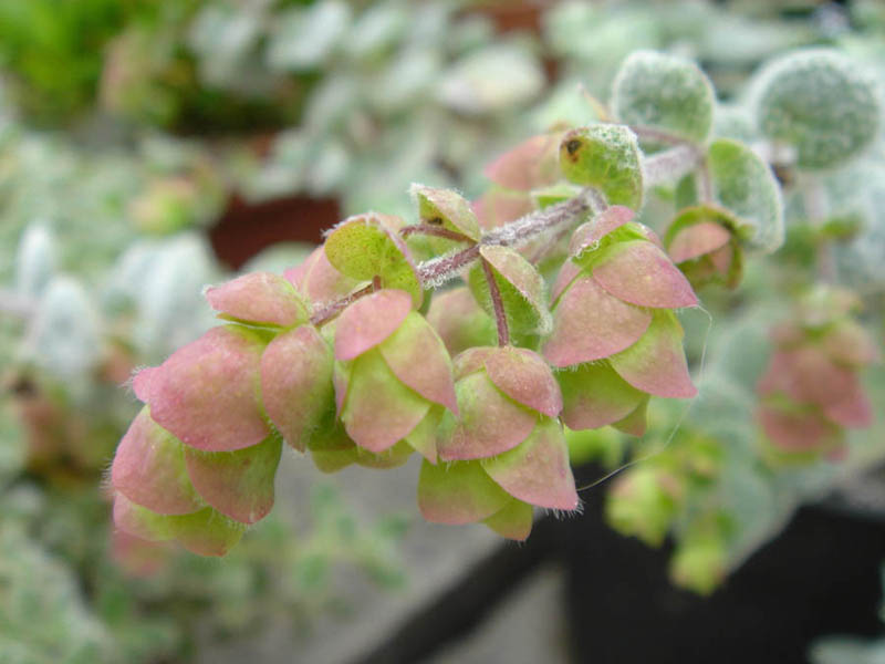 Origanum dictamnus photo